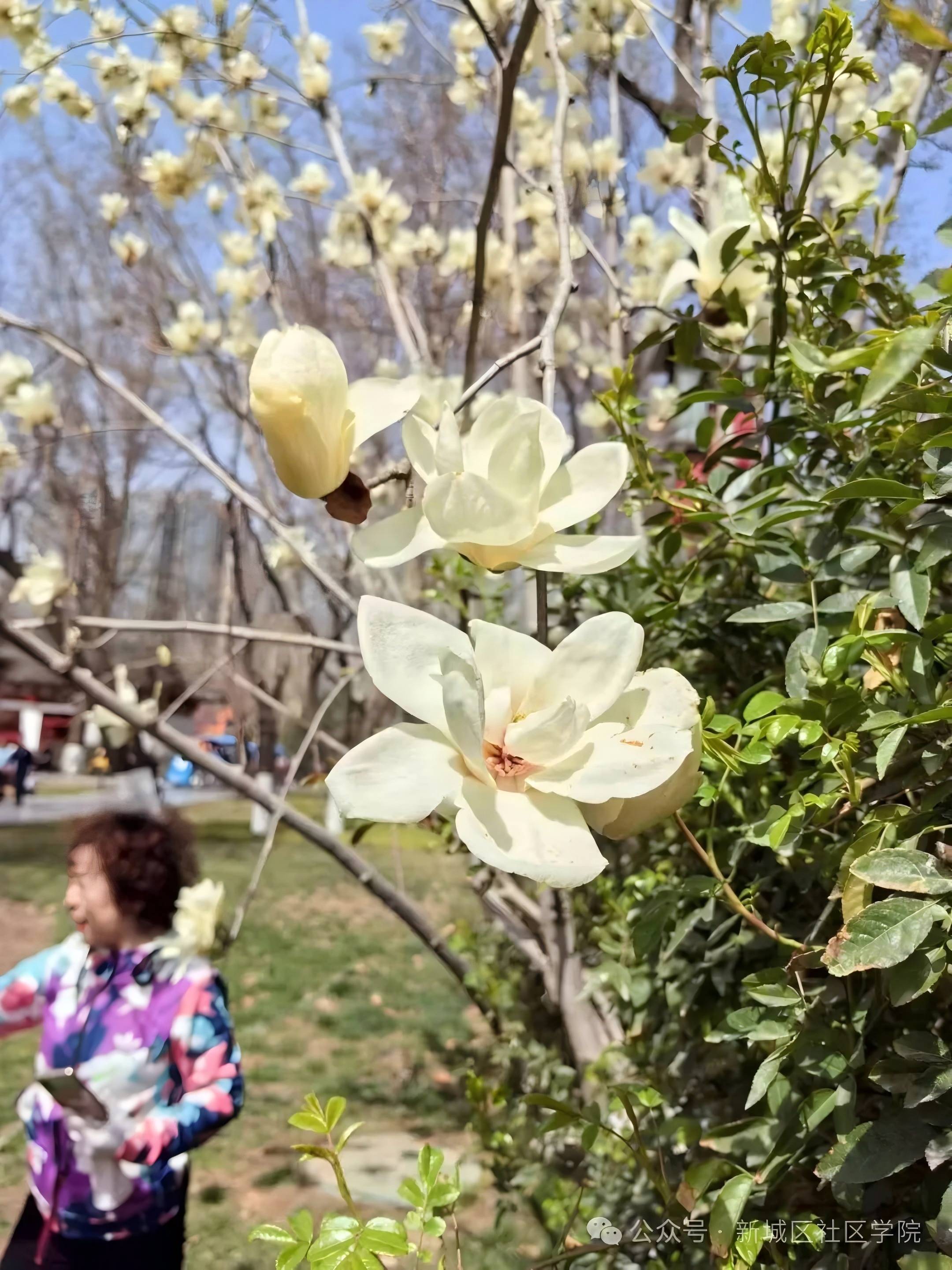 春分已至 朝暮同长 ，万物换新 莫负春光   我校组织花鸟班户外写生活动